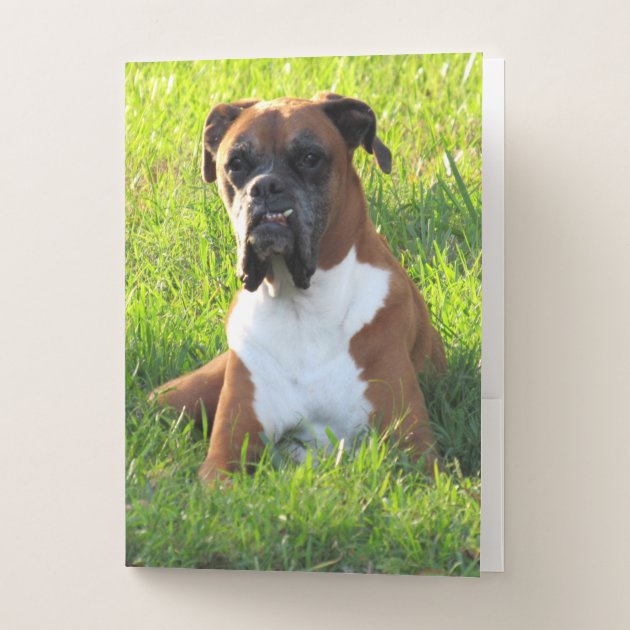 Pocket sales boxer dog