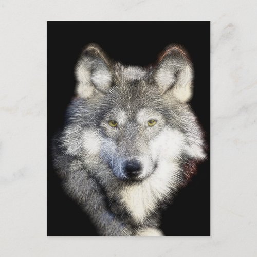 Spiked Gray Wolf Postcard