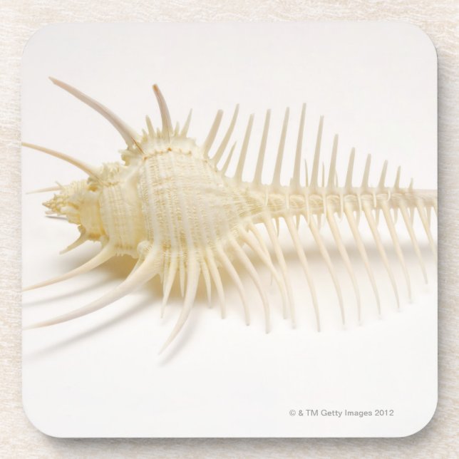 Spiked Murex shell Drink Coaster (Front)