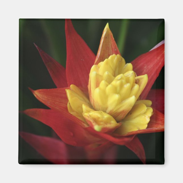 Spiky Flower magnet (Front)