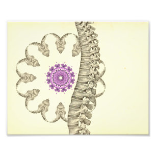 Spinal Anatomy Artwork Chiropractic Photo Print