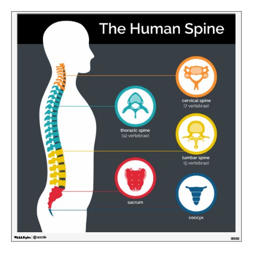 Spinal Anatomy Chart Pictorial Chiropractic Wall Decal