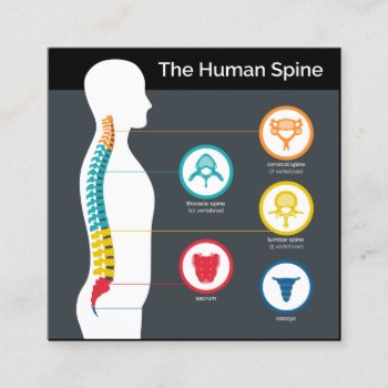 Spinal Anatomy Chart Square Chiropractic Square Business Card by chiropracticbydesign at Zazzle