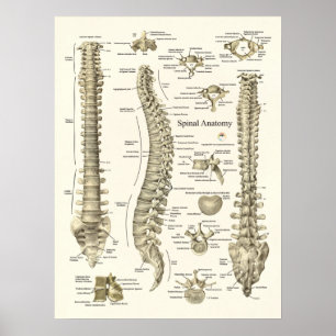 Spinal Anatomy Medical Chiropractic Poster