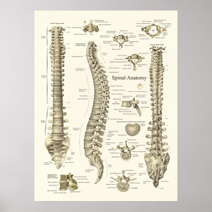 Spinal Anatomy Medical Chiropractic Poster | Zazzle