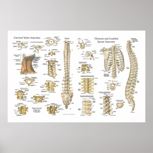 Spinal and Vertebrae Anatomy Poster 24 X 36