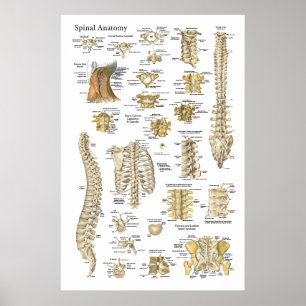 Spinal and Vertebrae Anatomy Poster 24" X 36"