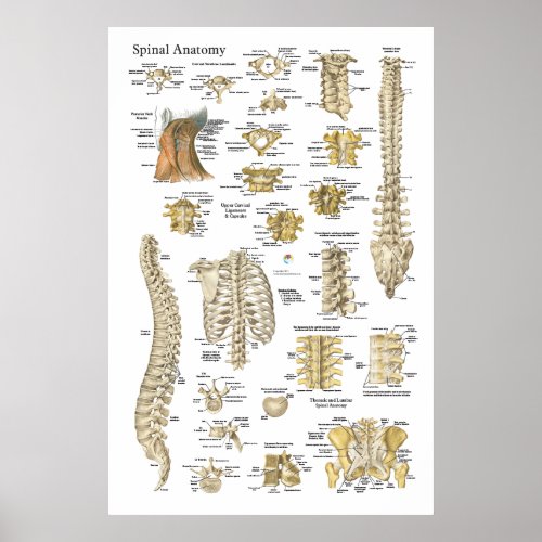 Spinal and Vertebrae Anatomy Poster 24 X 36