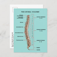 Spinal Column Anatomical Chiropractic Reactivation
