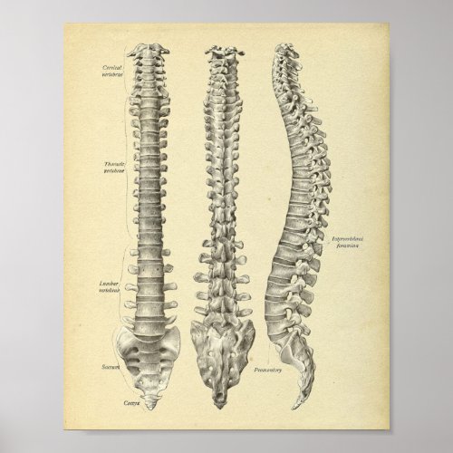 Spinal Column Anatomy Print