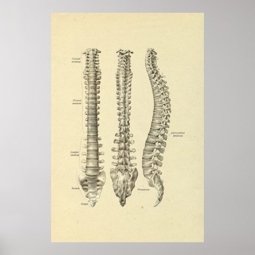 Spinal Column Bones Anatomy Print