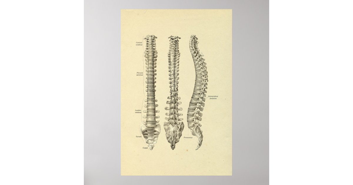 Spinal Column Bones Anatomy Print | Zazzle