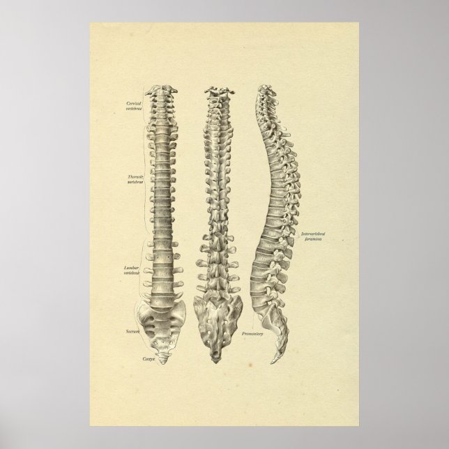 Spinal Column Bones Anatomy Print (Front)