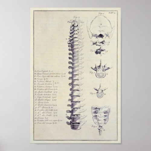 Spinal Column Bones and Vertebrae French Poster