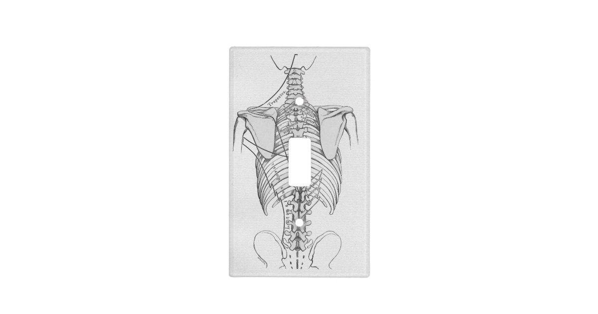 Spinal Column Bones Chiropractic Light Switch Cover Zazzle Com