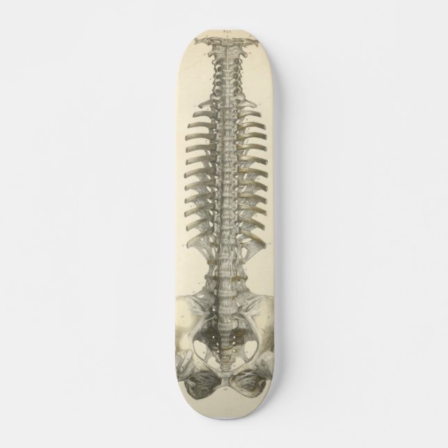 Spinal Column Skateboard Deck (Front)
