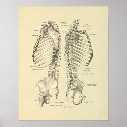 Spinal Column Vertebrae Anatomy Bones Print