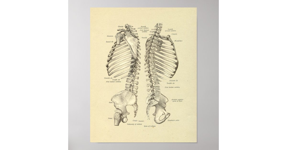 spine bones drawing