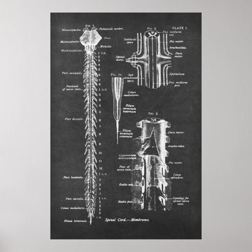 Spinal Cord Anatomy Art print no1