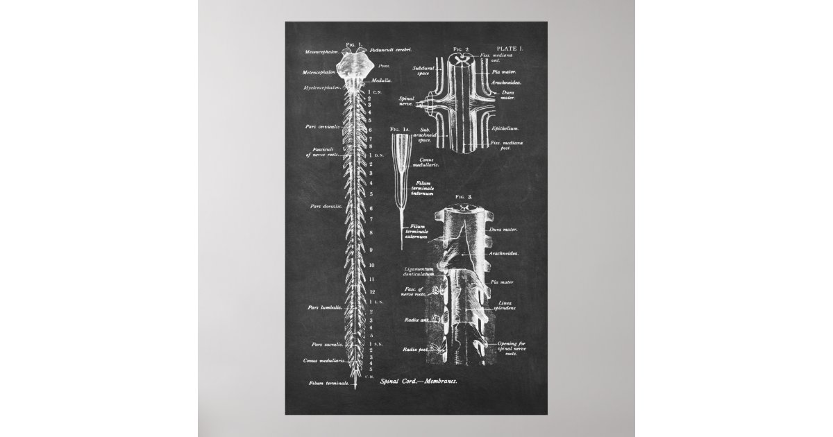 Spinal Cord Anatomy Art print no.1 | Zazzle