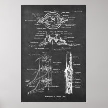 Spinal Cord Anatomy Chart Print no.3