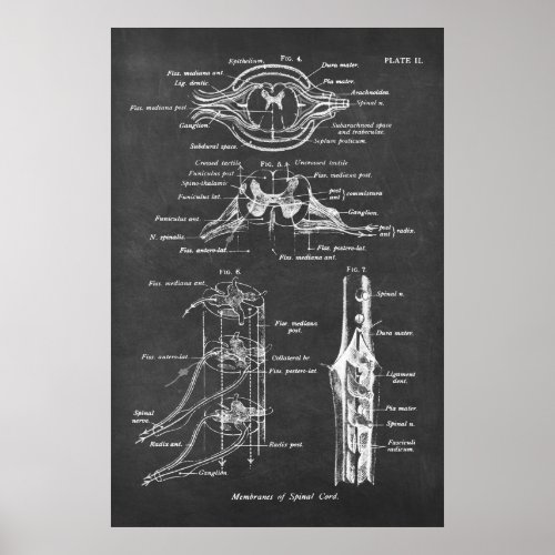 Spinal Cord Anatomy Chart Print no3