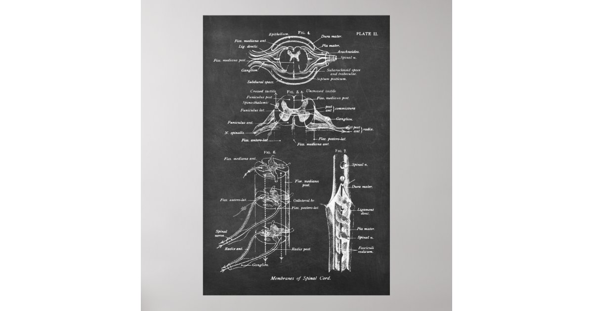 Spinal Cord Anatomy Chart Print no.3 | Zazzle