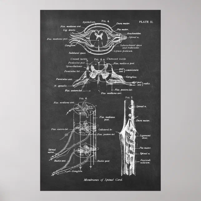 Spinal Cord Anatomy Chart Print no.3 | Zazzle