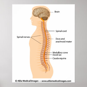 Spinal cord anatomy, labeled drawing. poster
