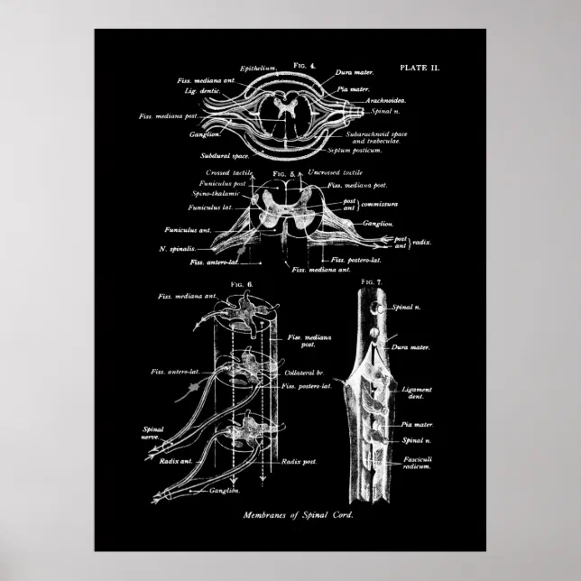 Spinal Cord Anatomy Medical Poster | Zazzle
