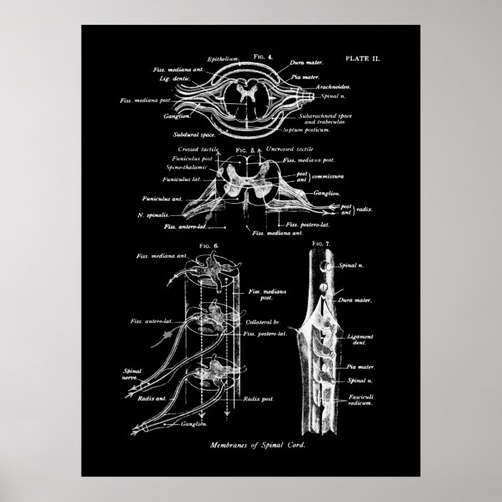 Spinal Cord Anatomy Medical Poster | Zazzle.com