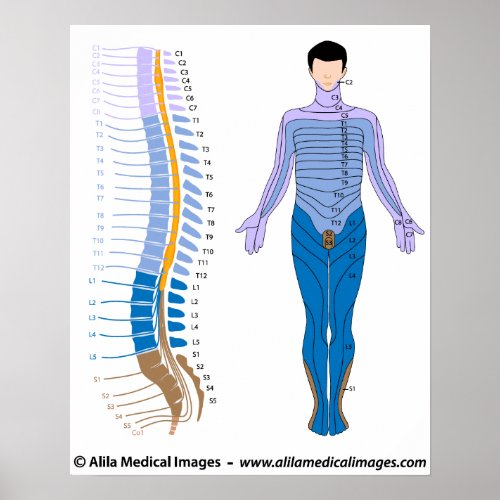 Spinal cord and dermatome map poster