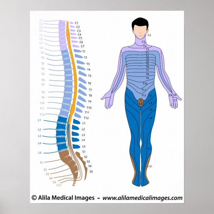 Spinal cord and dermatome map posters