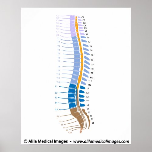 Spinal cord and spinal nerves medical drawing poster