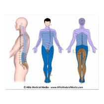 Spinal cord injury basis, medical drawing. poster