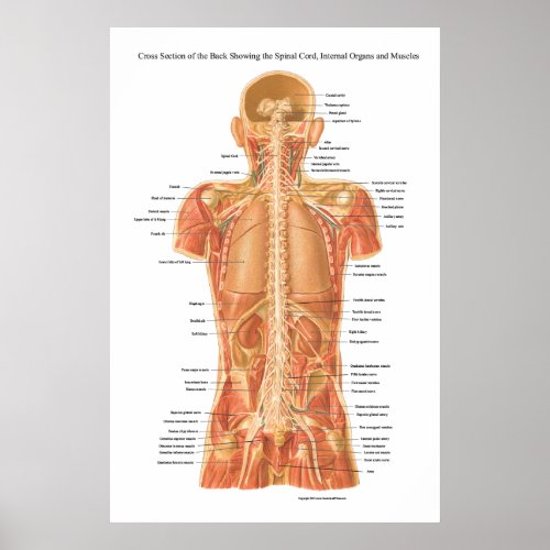 Spinal Cord Internal Organs and Muscles Anatomy P Poster