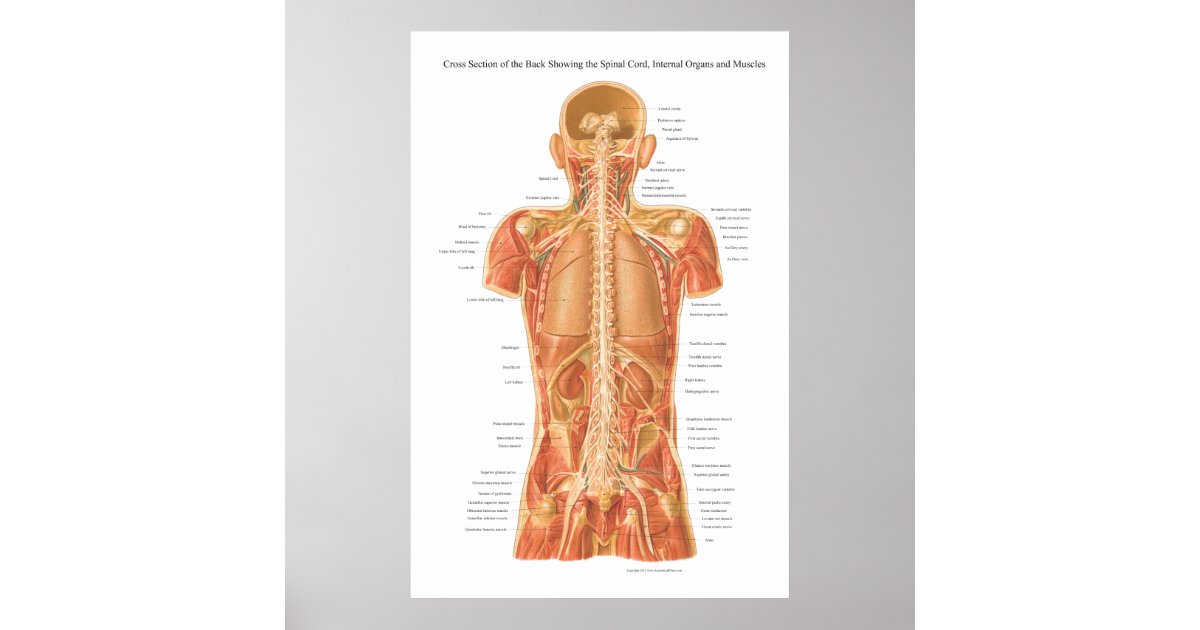 Spinal Cord Internal Organs And Muscles Anatomy P Poster Zazzle Com