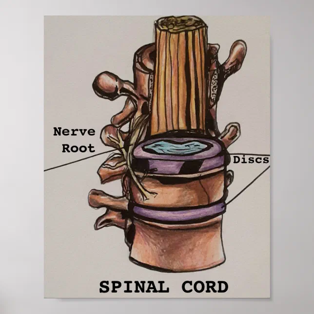 Spinal Cord Poster | Zazzle