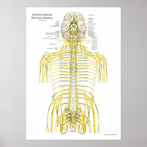 Spinal Cranial Nerves Chiropractic Anatomy Poster