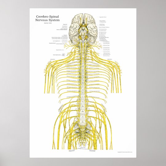 Spinal Cranial Nerves Chiropractic Anatomy Poster | Zazzle.com