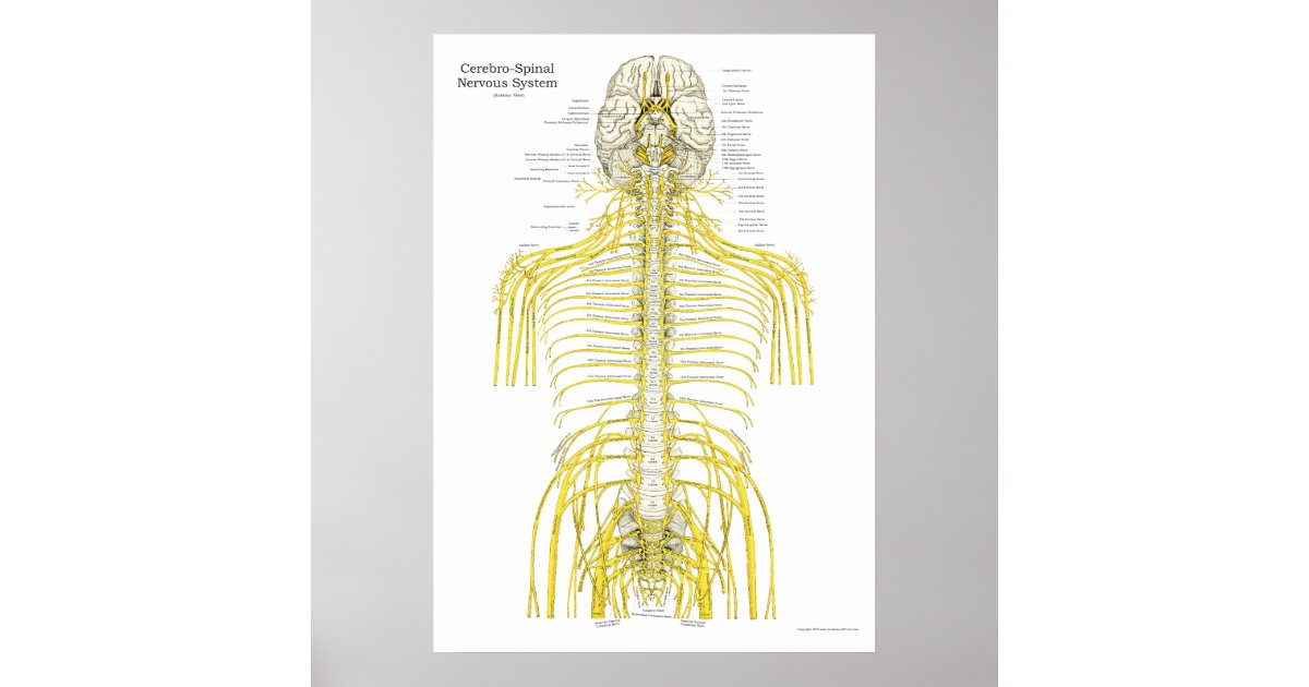 Spinal Cranial Nerves Chiropractic Anatomy Poster | Zazzle