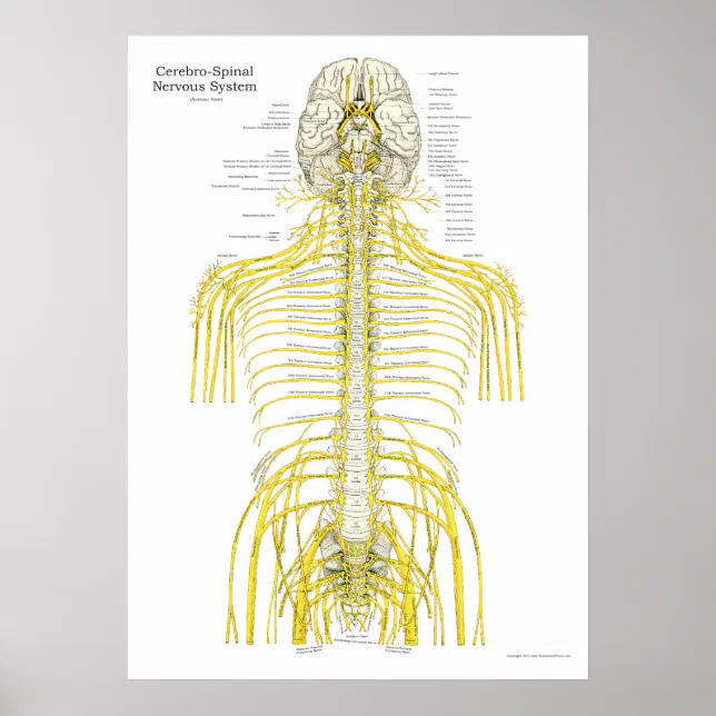 Spinal Cranial Nerves Chiropractic Anatomy Poster | Zazzle