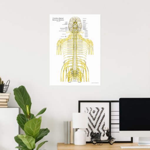 Spinal Cranial Nerves Chiropractic Anatomy Poster | Zazzle