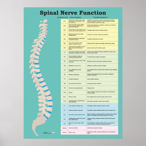 Spinal Nerve Function Customize Background Color Poster