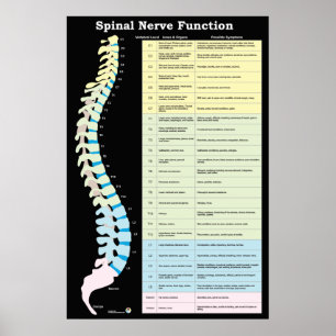 Spinal Nerve Function Poster Chiropractic