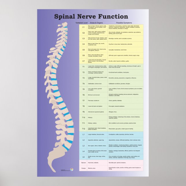 Spinal Nerve Function Poster Chiropractic (Front)