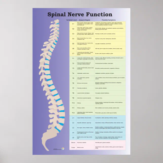 Spinal Nerve Function Poster Chiropractic | Zazzle