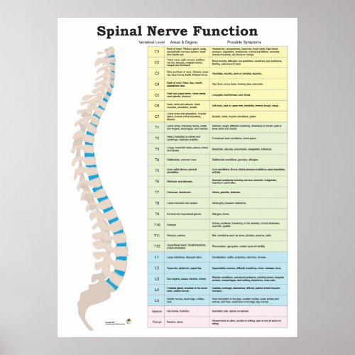 Spinal Nerve Function Poster Chiropractic