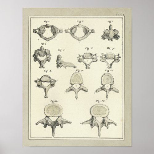 Spinal Vertebrae Anatomy Chiropractic Print