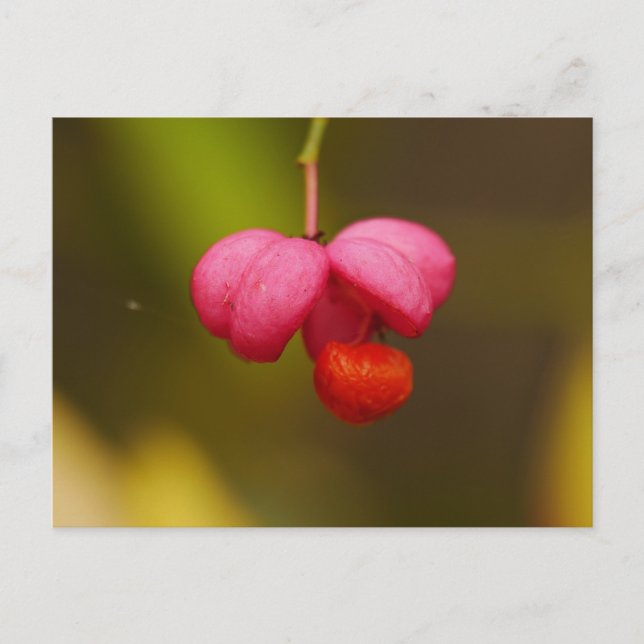 Spindle Tree Berry Postcard (Front)